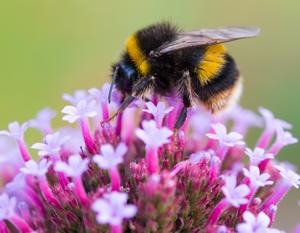 Hummel auf Blüte